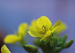 晩秋に咲く菜の花