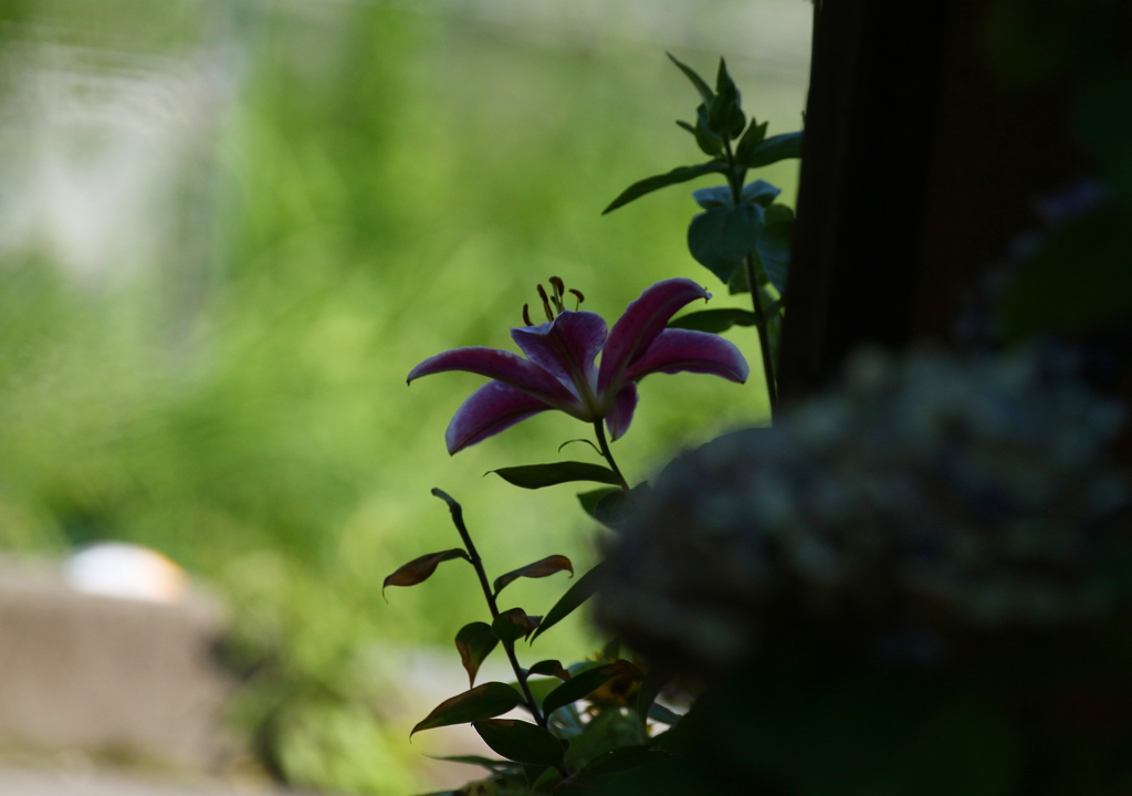 夢見る頃はすぎゆくも