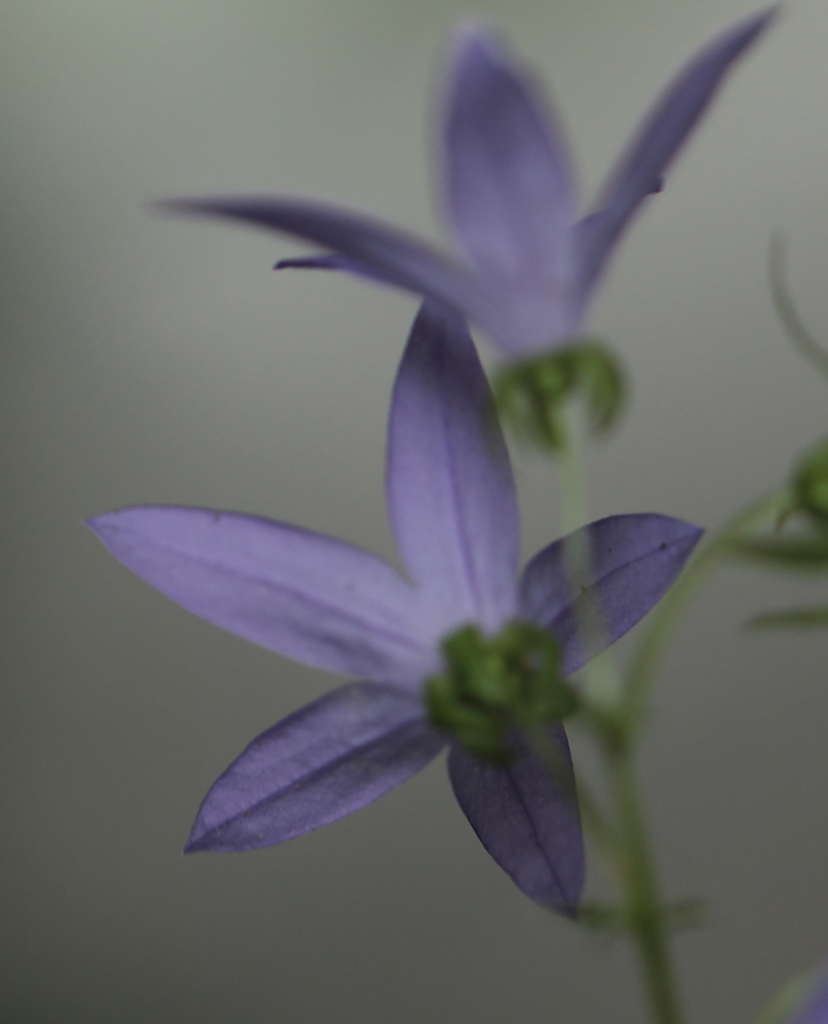 薄紫の花