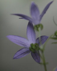 薄紫の花