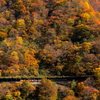 紅葉前線を走る～♪　トロッコ列車