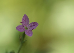 小さな花
