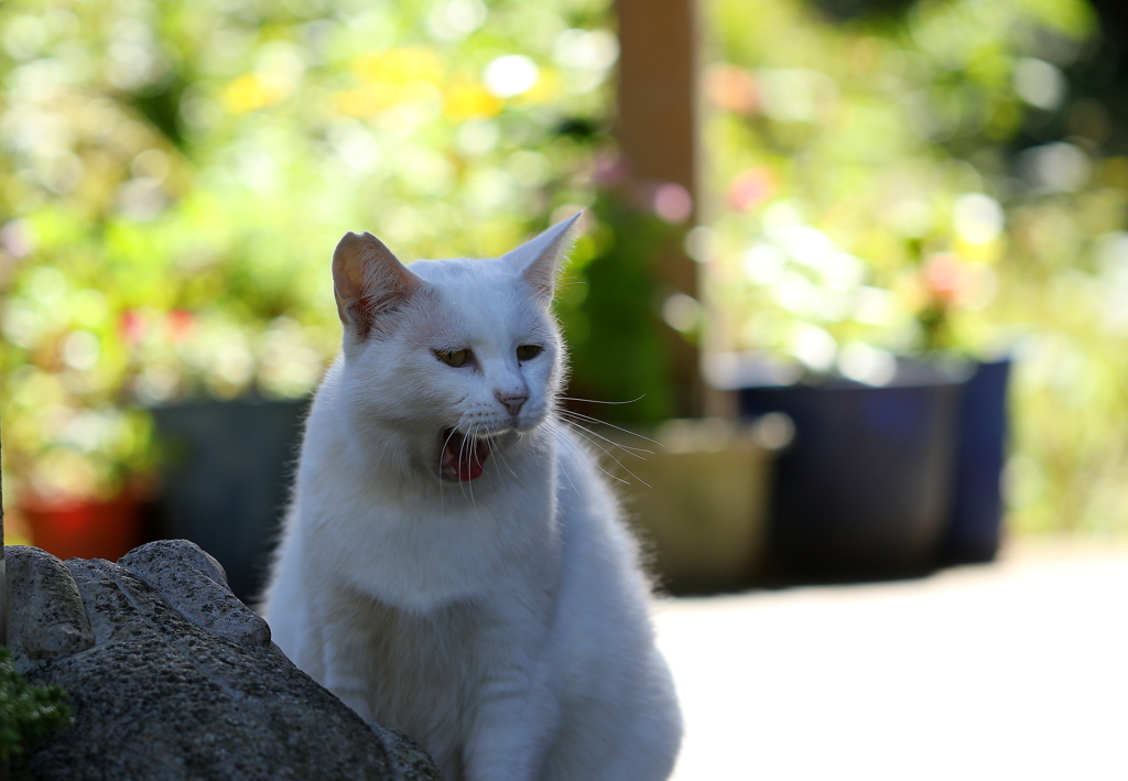 眠いニャ~(=^・^=)