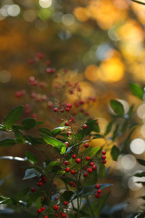 南天（難を転ずる）