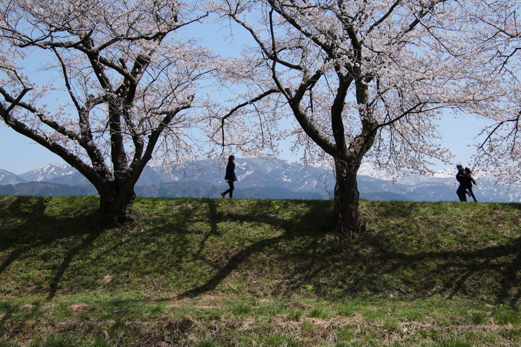 桜