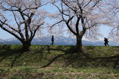 桜