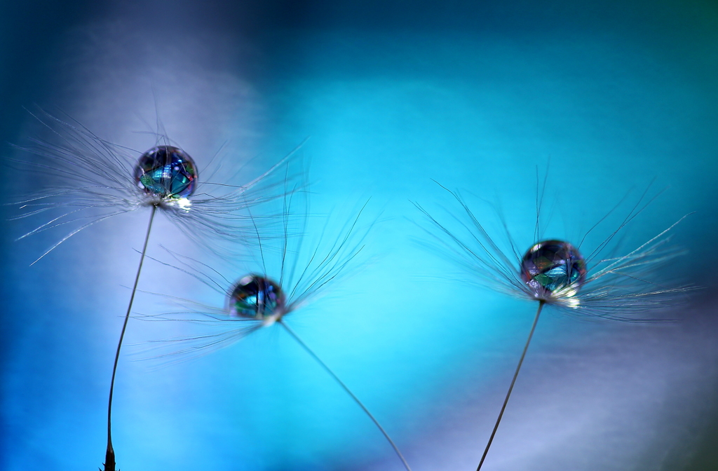 心海ＤＲＯＰＳ