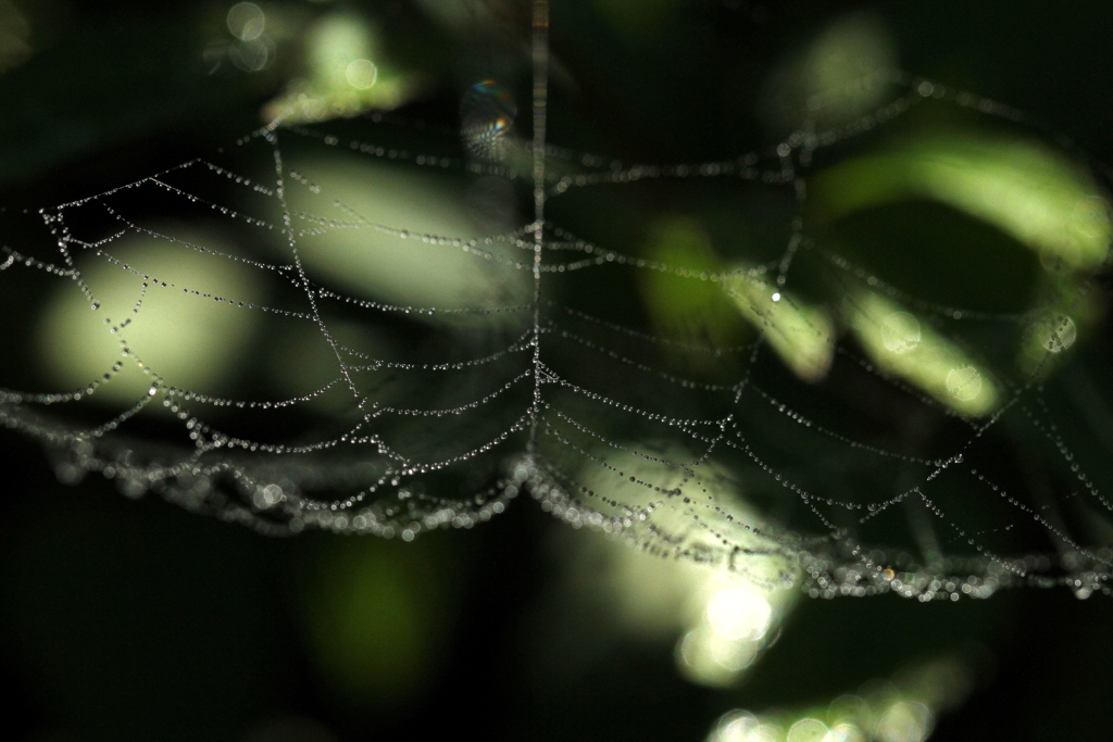 光のシンフォニー