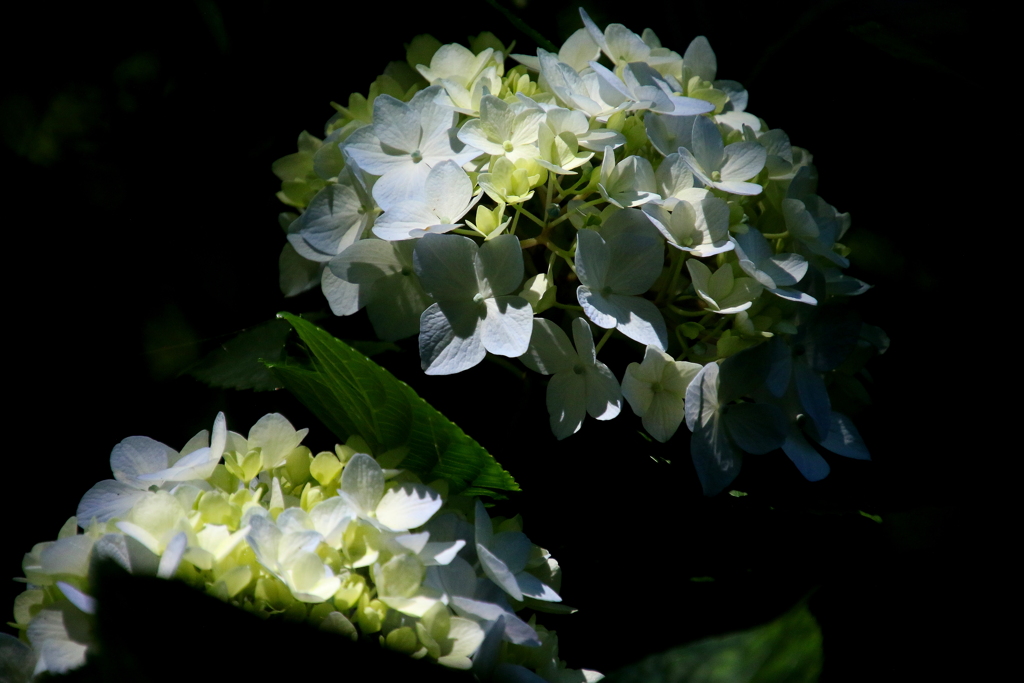 紫陽花