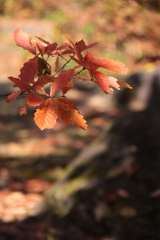 小さい秋見つけた