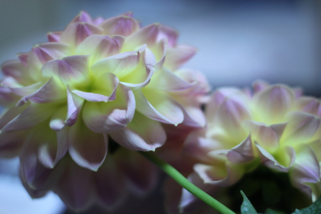 みっちゃんのダリア