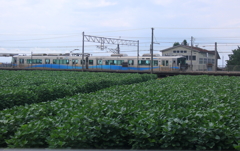 電車が大豆畑を走る、鉄子も走る