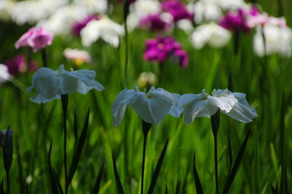 花菖蒲