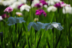 花菖蒲