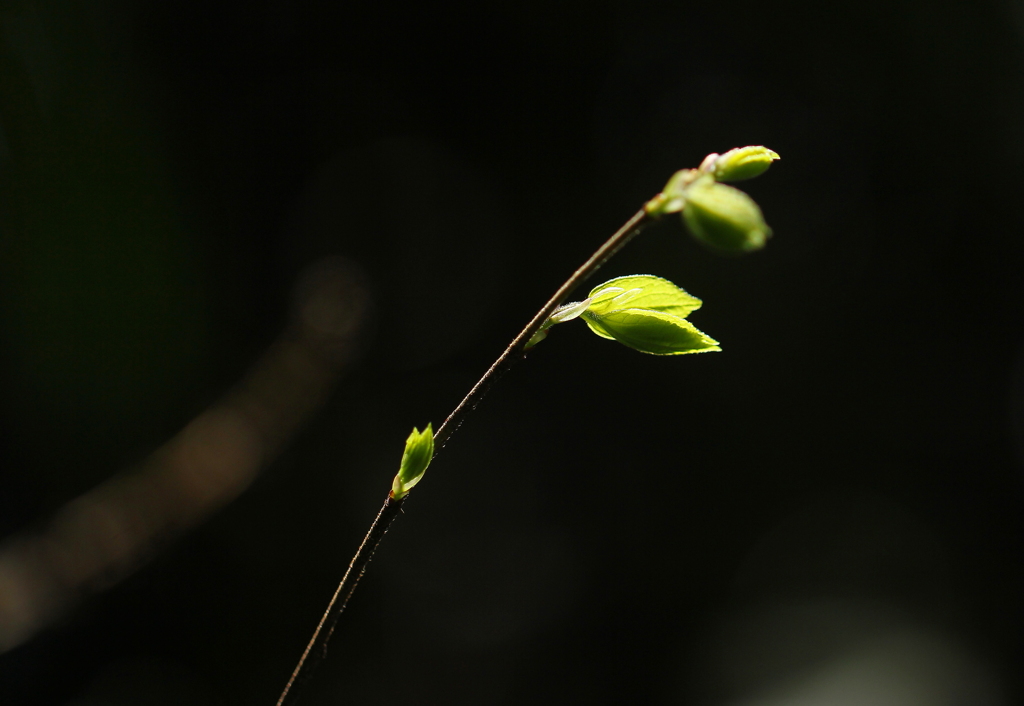 芽吹く