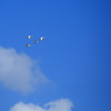 青空と白鳥たち