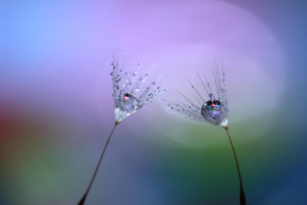 心海DROPS　