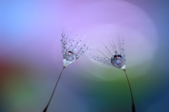 心海DROPS　