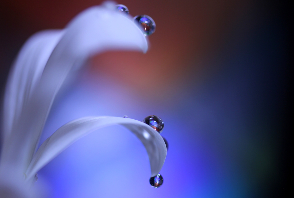 心海ＤＲＯＰＳ