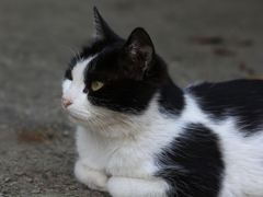 放浪猫（サラの子）