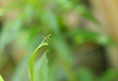 赤ちゃんカマキリの冒険