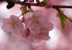 河津桜