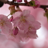 河津桜