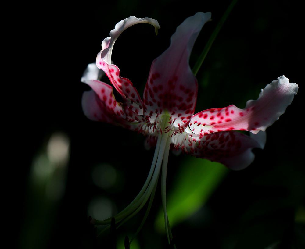 鹿の子百合（我が家に咲きましたⅡ）