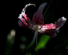 鹿の子百合（我が家に咲きましたⅡ）