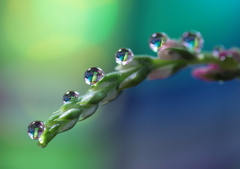 心海DROPS・・・綱渡り（ステンドグラス風に・・・）