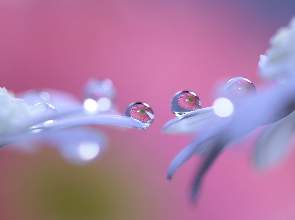 花は咲く