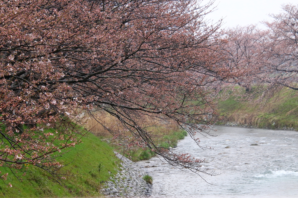 まだ蕾桜