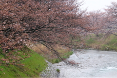 まだ蕾桜