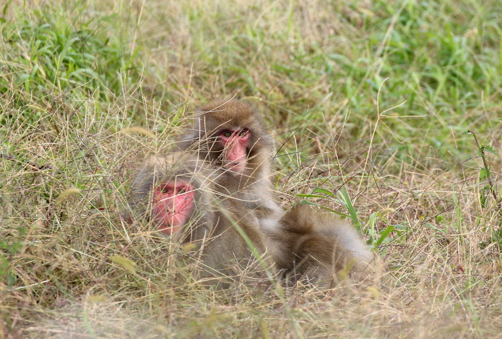 隠れたつもり・・＾＾