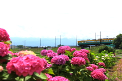 紫陽花とカボチャ電車君