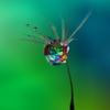 心海ｄｒｏｐｓ