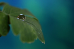 ひとしずく