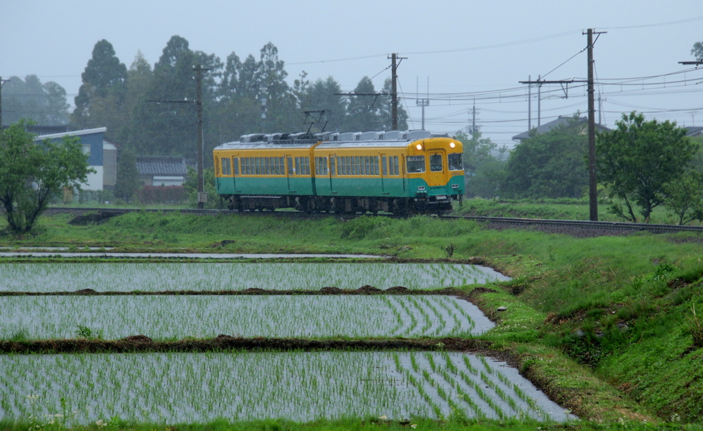 雨の日の、かぼちゃ君～♪