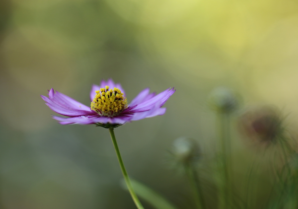 秋桜
