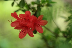 小さくても情熱的に咲いて