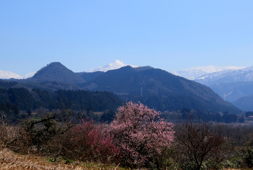 山の春