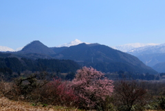 山の春