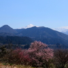 山の春