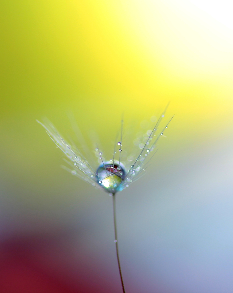 心海ＤＲＯＰＳ　13