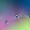 心海ｄｒｏｐｓ