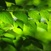 新緑