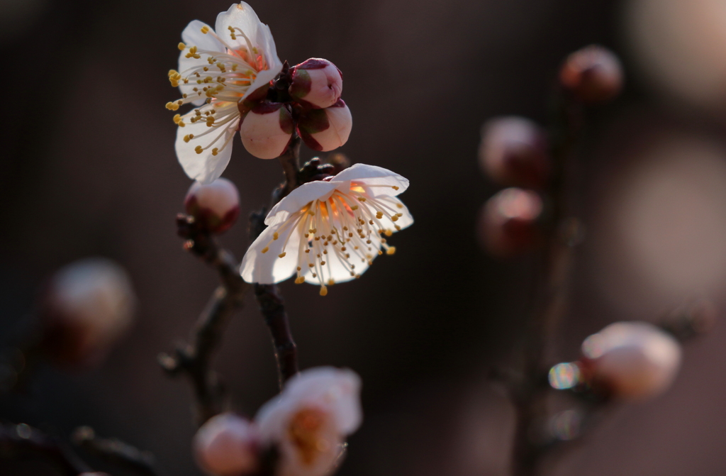 梅の花　1