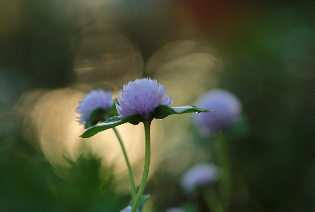 まどろみ（微睡）