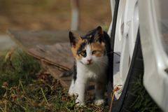 怖くないよ！（おばけなんてないさ　♪♬♪～）