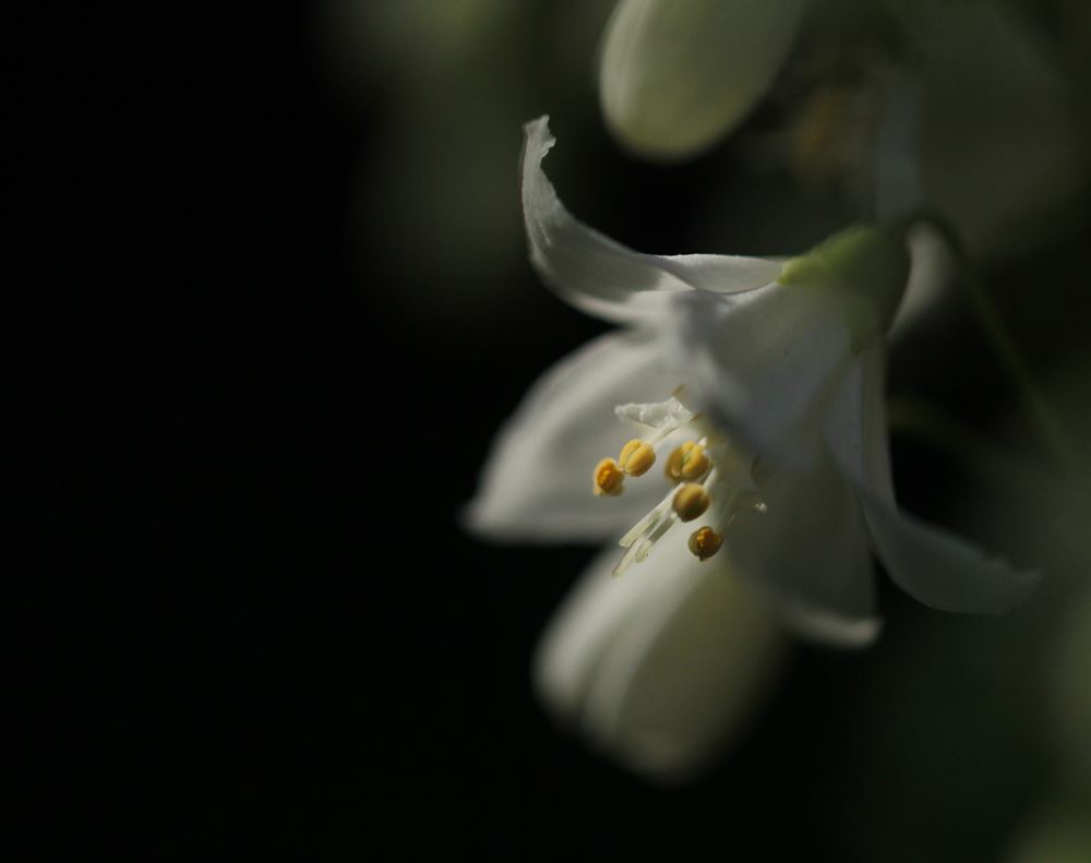 空木（うつき）うの花